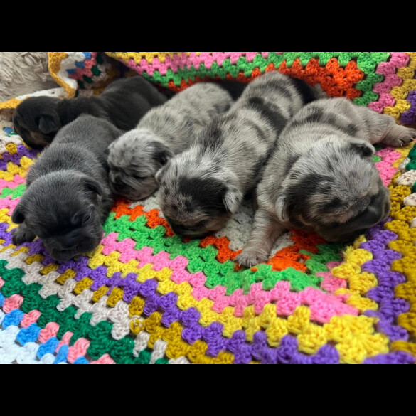 French Bulldog