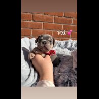 French Bulldog