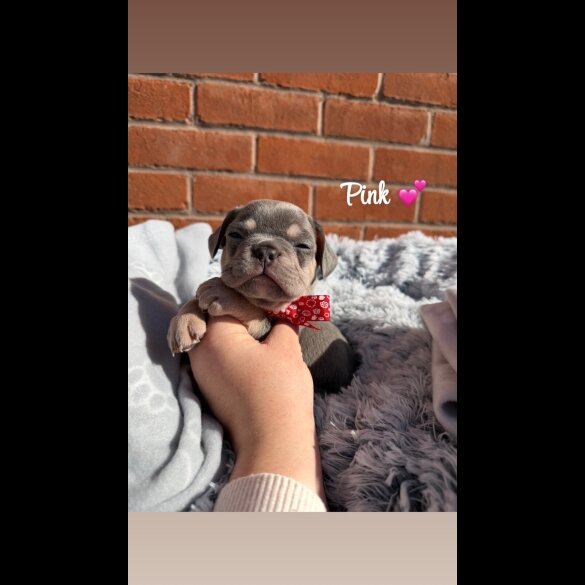 French Bulldog