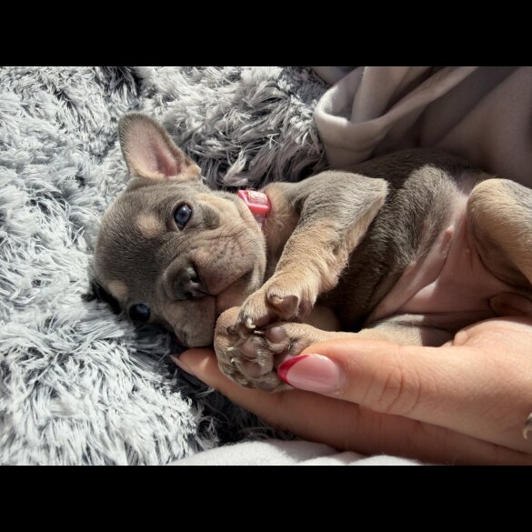 French Bulldog