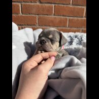French Bulldog