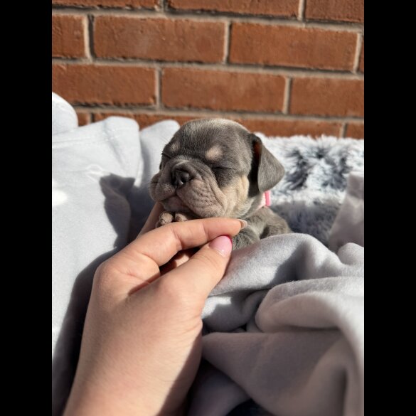 French Bulldog