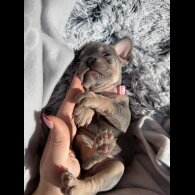 French Bulldog