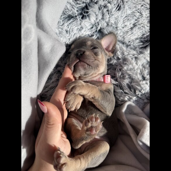 French Bulldog
