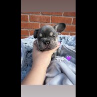 French Bulldog