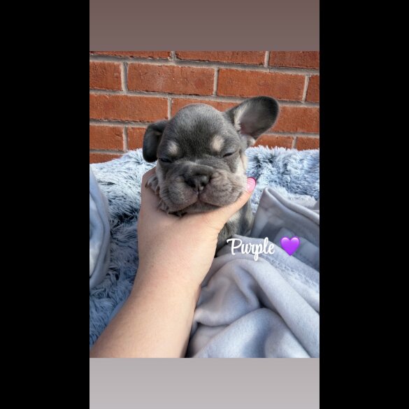 French Bulldog