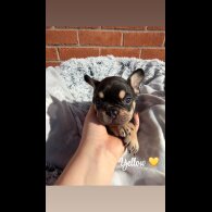 French Bulldog