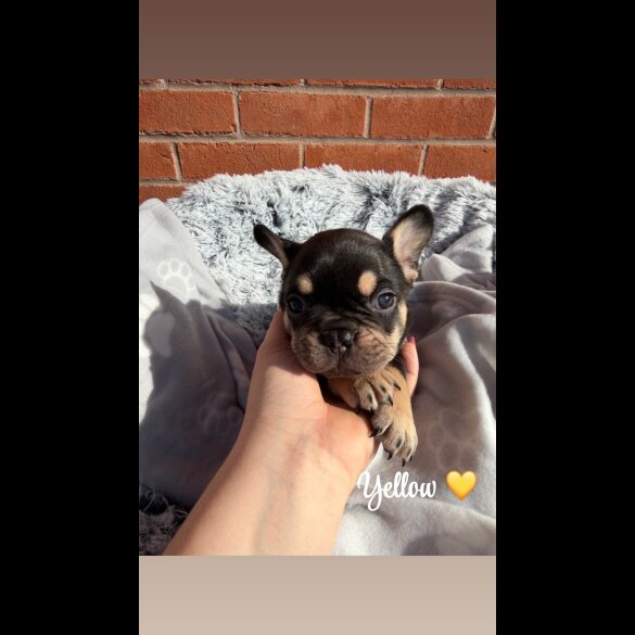 French Bulldog