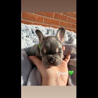French Bulldog