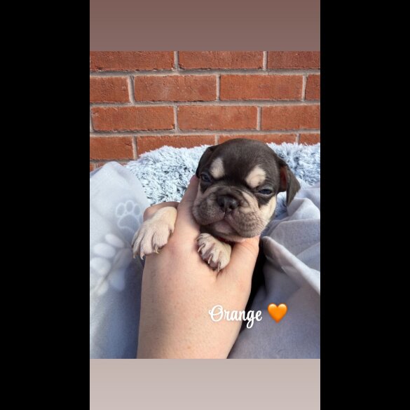 French Bulldog