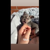 French Bulldog