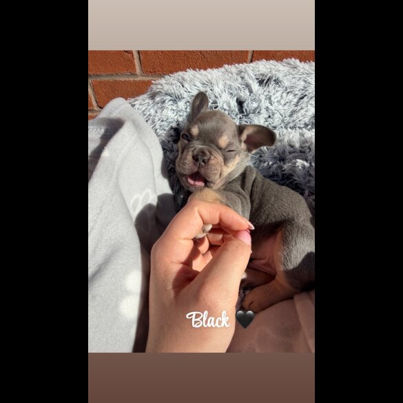 French Bulldog