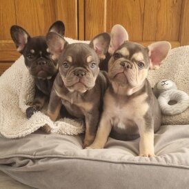 French Bulldog