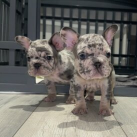 French Bulldog