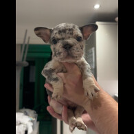 French Bulldog