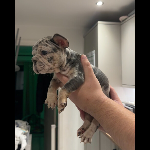 French Bulldog