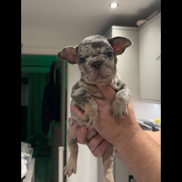 French Bulldog