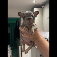 French Bulldog