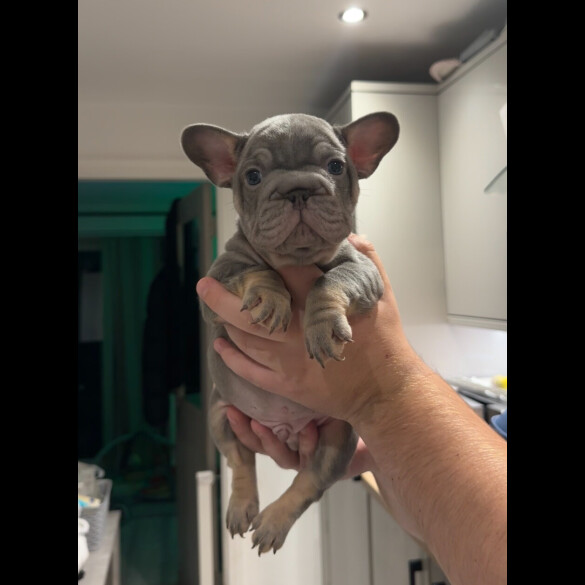 French Bulldog