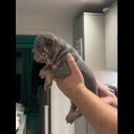 French Bulldog