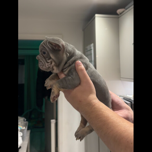 French Bulldog