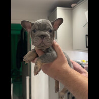 French Bulldog