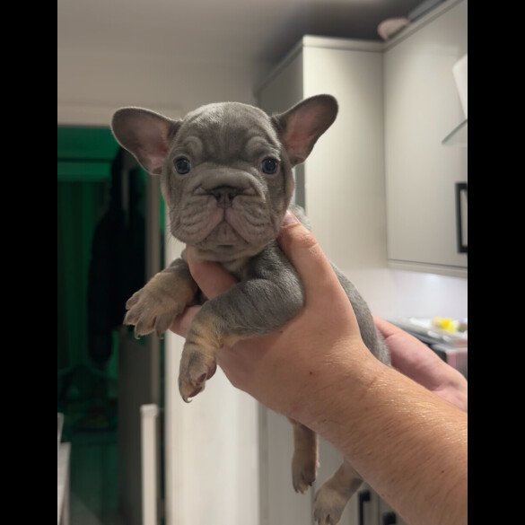 French Bulldog