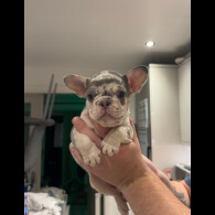 French Bulldog