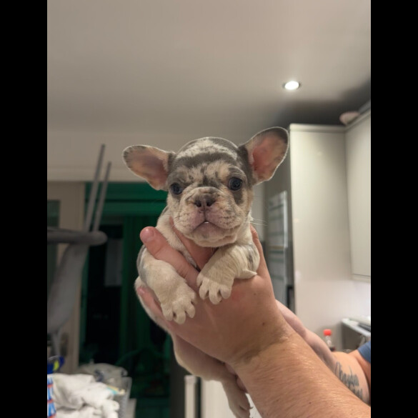 French Bulldog