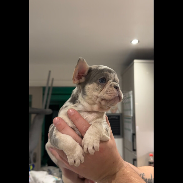 French Bulldog