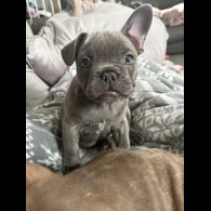 French Bulldog