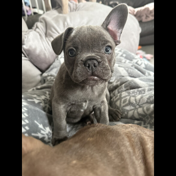 French Bulldog