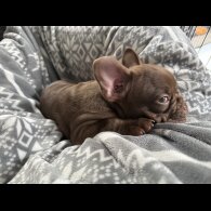 French Bulldog