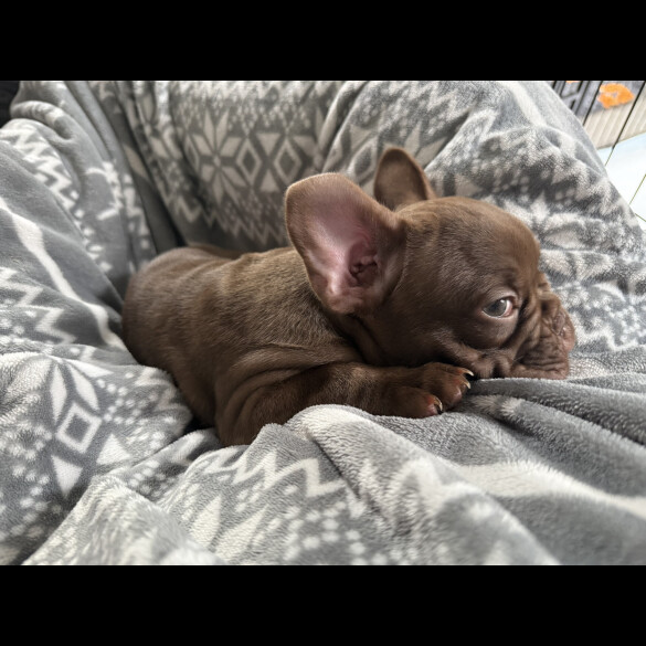 French Bulldog