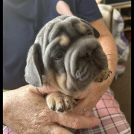 French Bulldog