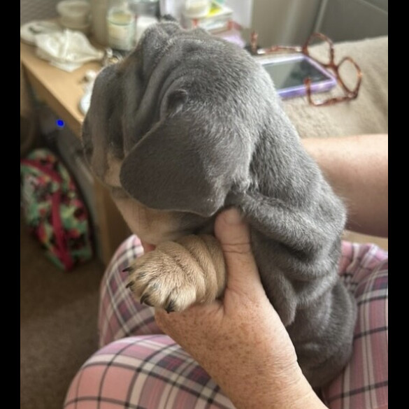 French Bulldog