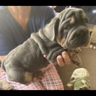 French Bulldog