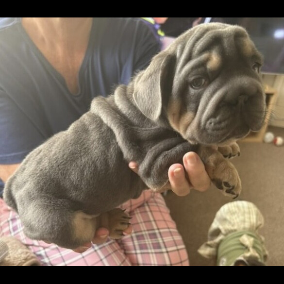 French Bulldog