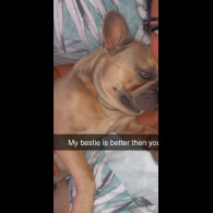 French Bulldog