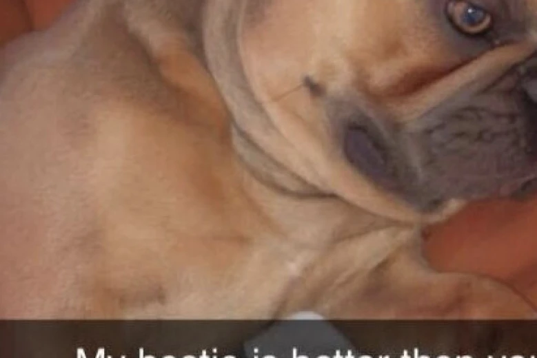 French Bulldog