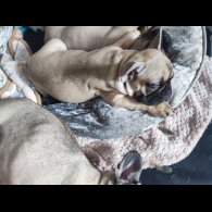 French Bulldog