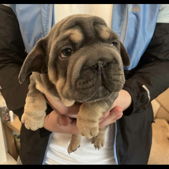 French Bulldog