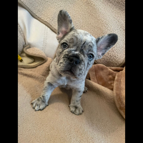 French Bulldog