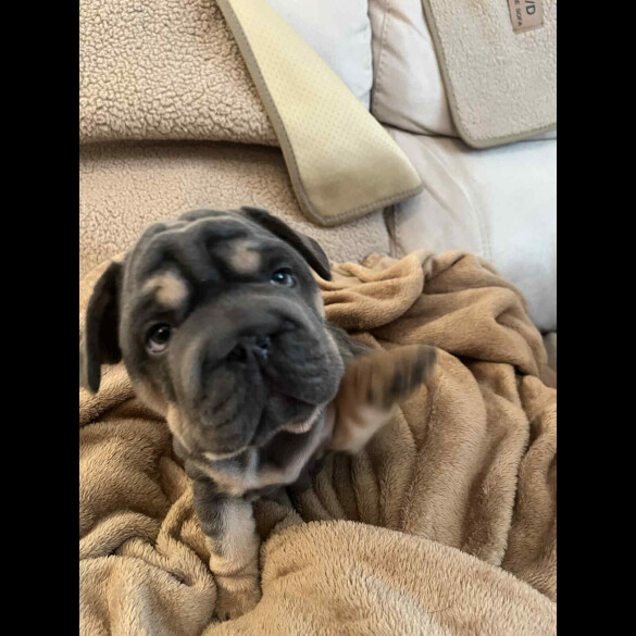 French Bulldog