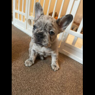 French Bulldog