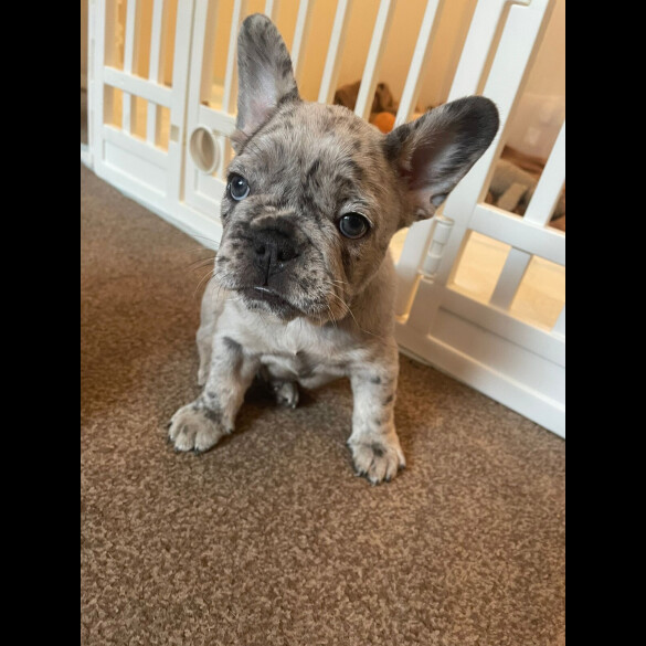 French Bulldog