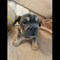 French Bulldog