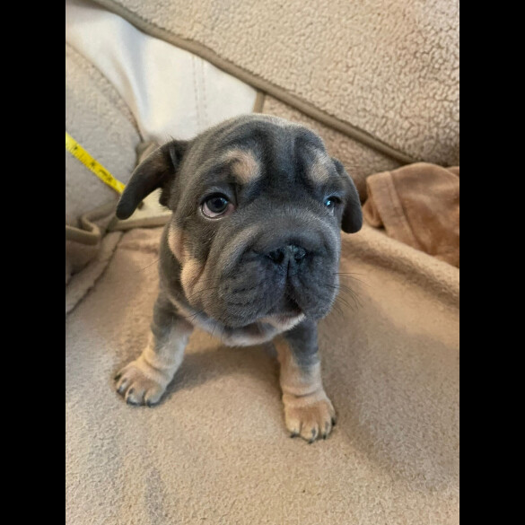 French Bulldog