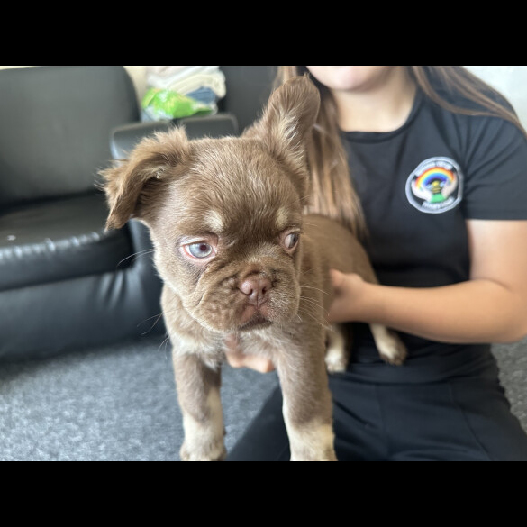 French Bulldog