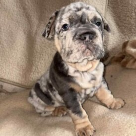 French Bulldog